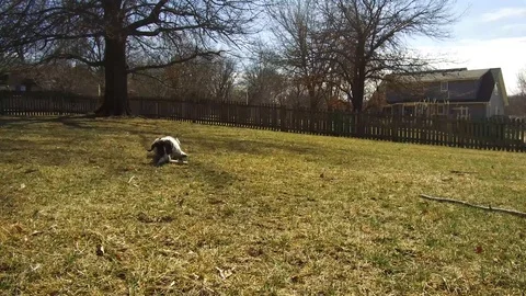 Brittany Spaniel Dog With a Bone Stock Footage 86326820