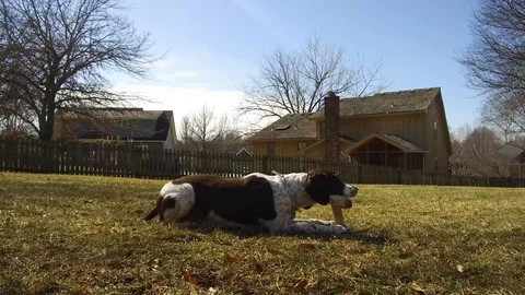 Brittany Spaniel dog eating a bone tracking right to left Stock Footage 86326819