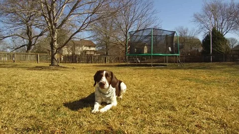 Brittany Spaniel dog lies down in the grass Stock Footage 86326644