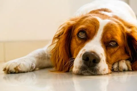 Brittany Spaniel dog lying down on cold floor Stock Photos