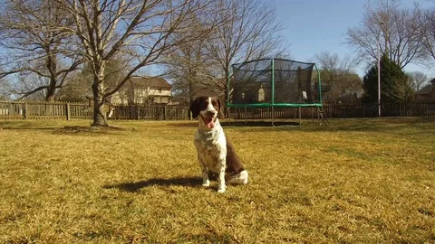 BRITTANY SPANIEL DOG SITTING IN YARD Stock Footage 86326642