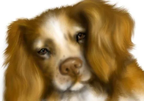 Brittany spaniel Stock Illustration