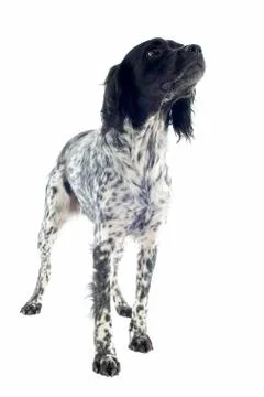 Brittany spaniel Stock-Fotos