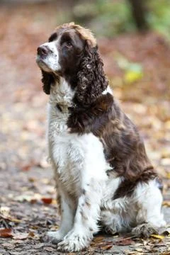 Brittany Spaniel Stock Photos