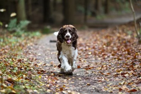 Brittany Spaniel Foto stock