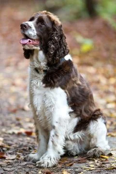 Brittany Spaniel Stock Photos