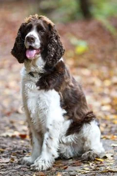 Brittany Spaniel Stock Photos