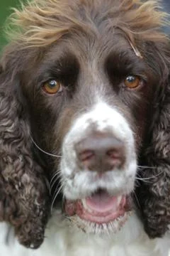 Brittany Spaniel Foto stock