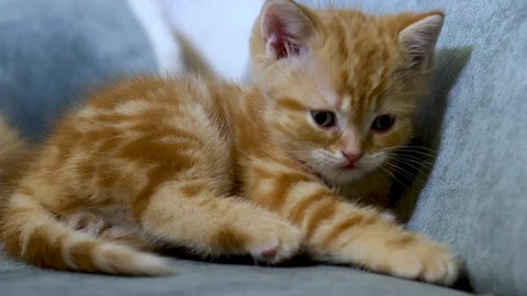 Brittish Ginger kitten washes Stock Footage 100989246