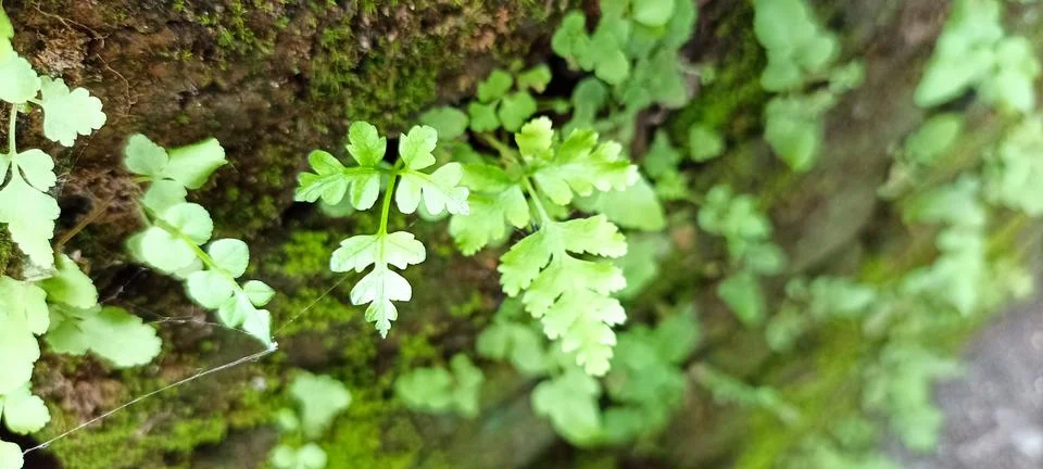 BRITTLE BLADDERFERN Foto stock