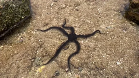 Brittle sea star Stock Footage 195533296