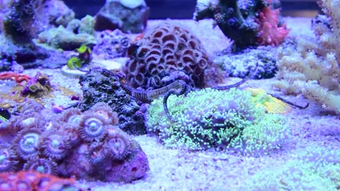 Brittle Sea Star Stock Footage 201818755