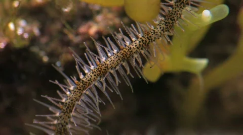 Brittle Star fish tentacles macro HD Stock Footage 505681