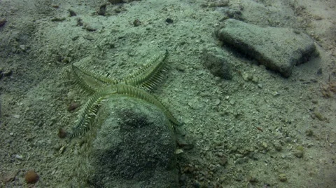 Brittle star moving Stock Footage 6929877
