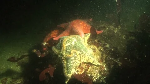 Brittle Star at night Stock Footage 8577418