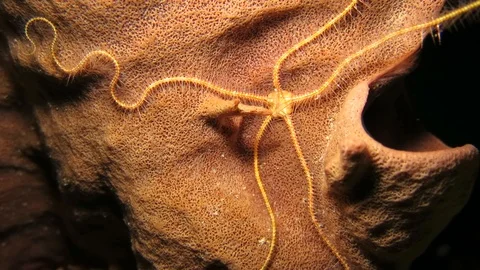 Brittle star on sponge during nightdive, Red Sea Stock Footage 118601958