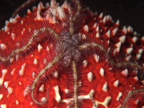 Brittle Star on Starfish Stock Footage 98458377