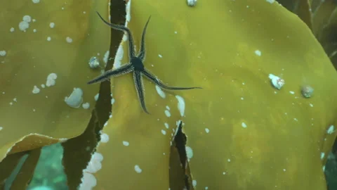 Brittle starfish on kelp 스톡 동영상 136538005