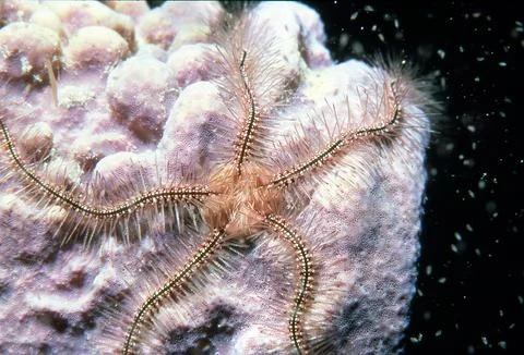 Brittle Starfish Stock Photos
