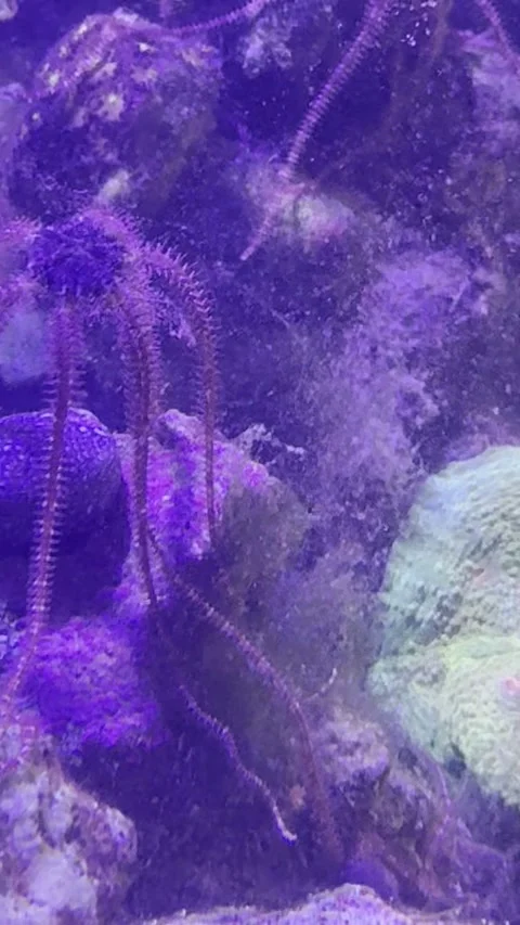 Brittle Starfish Start Broadcast Spawning After Tank Cleaning, Anna, Texas, USA  Stock Footage 345168203
