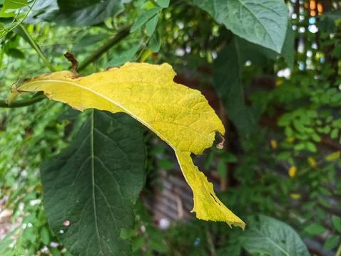 Brittle Yellow Leaf Stock Photos