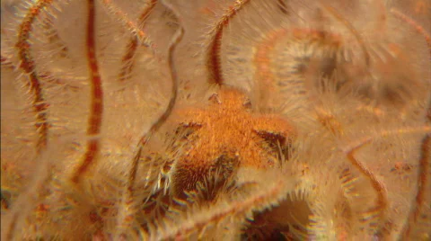 BrittleStar Stock Footage 485576