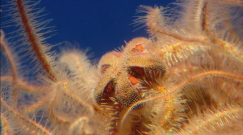 BrittleStar2 Stockbeeldmateriaal 485587