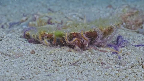 Brittlestars hide under old half mollusk shell Stock Footage 344984469