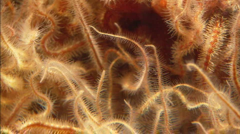 BrittleStarTangledLegs Stockbeeldmateriaal 485562