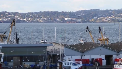 Brixham, Devon: Speeded up (x4), seagulls circle harbour (MUTE) Stock Footage 141449890