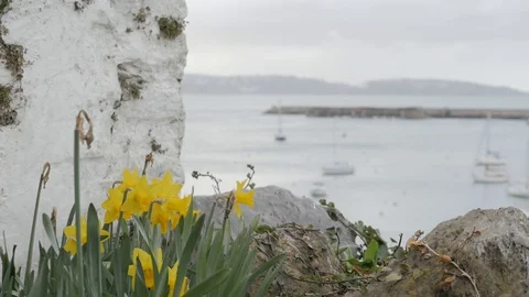 Brixham Harbour Devon England Daffodils and Boats Stock Footage 128116113