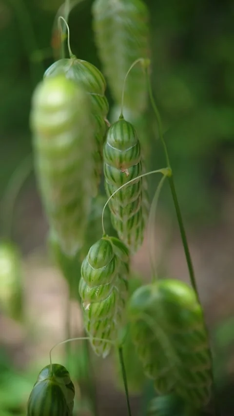 Briza maxima slow motion close-up Stock Footage 314022813