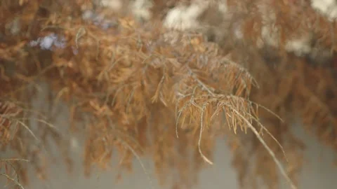 Brlowing in the wind, dry old orange pine needles Stock Footage 243811322