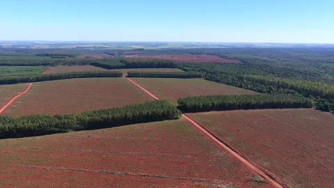 Broad Aerial View of a Pine Tree Plantation With Reforestation Plots Video stock 347785007