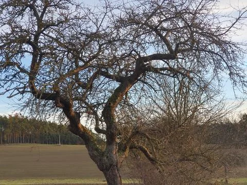 The broad and spreading crown of an old apple tree growing freely in an ope.. Stock Photos
