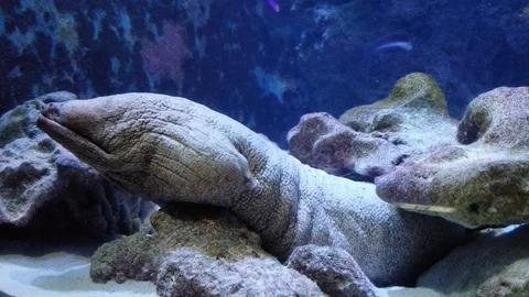 Broad Banded Moray Eel Stock Footage 122652302
