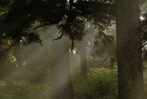 Broad bands of diffused morning sunlight slanting through rainforest conifers Video stock 86883774