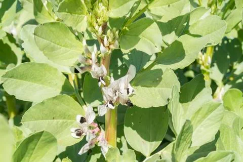 Broad bean blooming Stock Photos