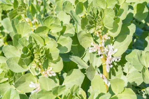 Broad bean blooming Stock Photos