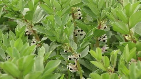 Broad bean field in full bloom agriculture organic farming concept footage Stock Footage 53860698