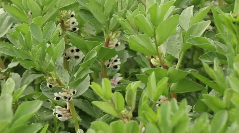 Broad bean field in full bloom agriculture organic farming concept footage Stock Footage 53860724