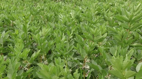 Broad bean field in full bloom agriculture organic farming concept footage Stock Footage 53860749