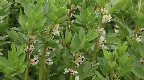 Broad bean field in full bloom agriculture organic farming concept footage Stock Footage 53860752