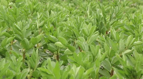 Broad bean field in full bloom agriculture organic farming concept footage Stock Footage 53860770