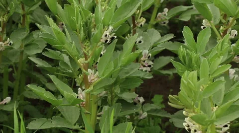 Broad bean field in full bloom agriculture organic farming concept footage Stock Footage 53860772