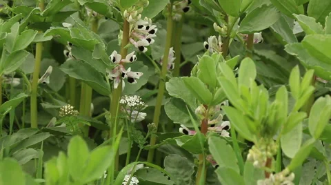 Broad bean field in full bloom agriculture organic farming concept footage Stock Footage 53860797