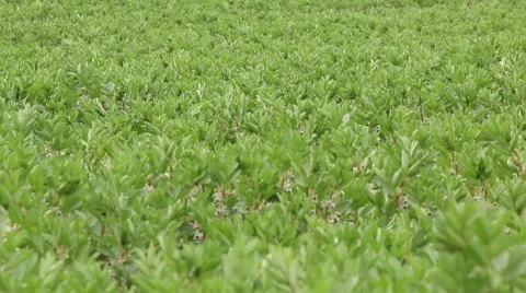 Broad bean field in full bloom agriculture organic farming concept footage Stock Footage 53860805