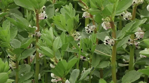 Broad bean field in full bloom agriculture organic farming concept footage Stock Footage 53860823
