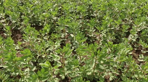 Broad bean field in full bloom agriculture organic farming concept footage Stock Footage 53861143