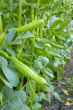 Broad bean plant Stock Photos